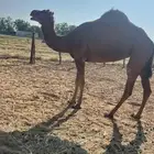 بكره ساحليه حمرا