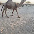 قعود عوني