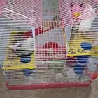 هامسترات للبيع