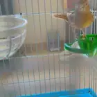 كناري انثى جاهزه حدها انتاج بلدمع 150 ريالا