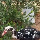 بس مسكوفي بالغ الزوج ب 100 ريال