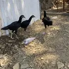 فروخ شامو الماني