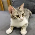 قطه تبني مهجنه شيرازي وبلدي