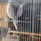 تصفية طيور كروان وبادجي