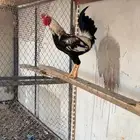 ديك باكستاتي