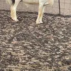 للبيع فحل حري صنف ومشرووط