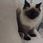 قطة هملايا بيع