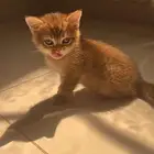 سكوتش ستريت