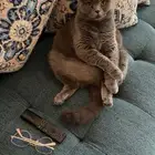 قطاوه سكوتش