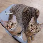 قط سكوتش سترايت جاهز للتنبي