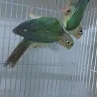 زوج كنيور تركواز