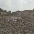 محتاج كلب للتبني محتاجه للمزرعه في سرق