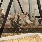 صوص فيومي شبابي والمنيوم