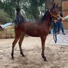 مهر واهو فاخر