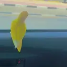 روز انثى الايفه مره حاهزه حدها سعر 300