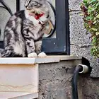 قط للتبني معقم