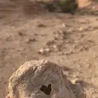 للبيع جفتون بدون ناتوش