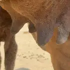 خلفه مصغر حمرا دم