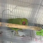 بغباء الدره