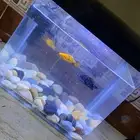 حوض سمك كامل