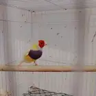 ذكر قولدن فينش (تم البيع)