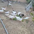 بط مسكوفي بح للبيع