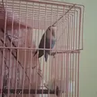 طير روز للبيع