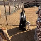 للبيع معزا ثلاث معهن 6 تم البيع