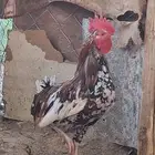 ديك ماكنتوش ودجاجه