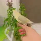 ذكر روز عيون حمر والايف ومنتج