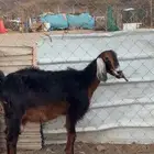 عنز مضرع على السونار