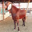 تيس هجين فحل تم البيع خارج الموقع