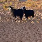 للبيع معزاء مضاريع 2 وحده له شهر ونص وحده قريب شهرين