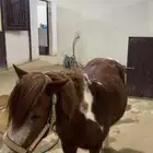 سيسي خصي مؤدب جدا