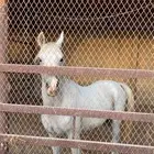 حصان لا اعلم نوعه لاكن طيب