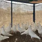 تم البيع الله يبارك لرعيه