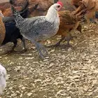 صوص بلدي وفيومي