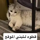 قطوه لتبني