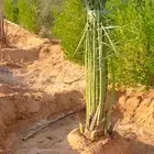 نخيل حيش صقعي أحجام كبيره ومتوسطه