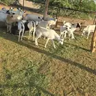 القنفذه قرية عجلان غرب مدرسة البنين