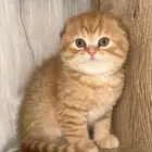 سكوتش فولد للبيع