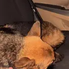 كلب جيرمن للبيع