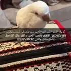 طائر كويكر حائل