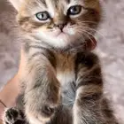 قطه سكوتش ستريت انثى للبيع