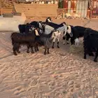 معزا مضاريع