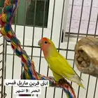 انثى روز قرين ماربل فيس