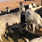 معزا نصها بعيالها