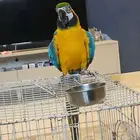 ببغاء مكاو بلو اند قولد