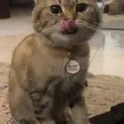 قط سكوتش للتبني