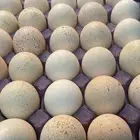 بيض رومي مخصب